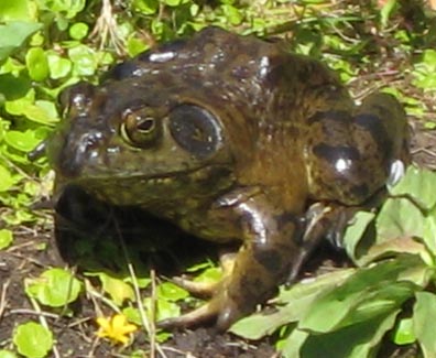 American Bullfrog